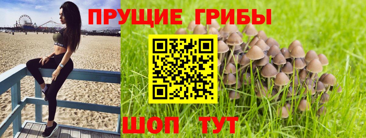 Псилоцибиновые грибы мицелий Аргун