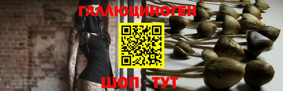 Аргун  Псилоцибиновые грибы GOLDEN TEACHER  Вход с VPN 